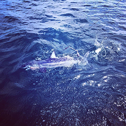 Shark fishing charters with Bluefin Charters fishing the waters off cape Cod