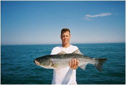 Beautiful Cape Cod striped bass caught with Bluefin Charters