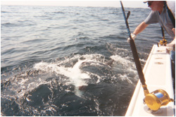 A nice shark caught south of Martha's Vineyard with Bluefin Charters