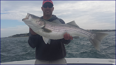Big striped bass caught with bluefin charters